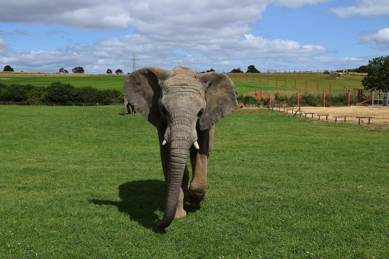 Elephant at Noah's Ark Zoo Farm, a favourite day out for families near Weston-super-Mare